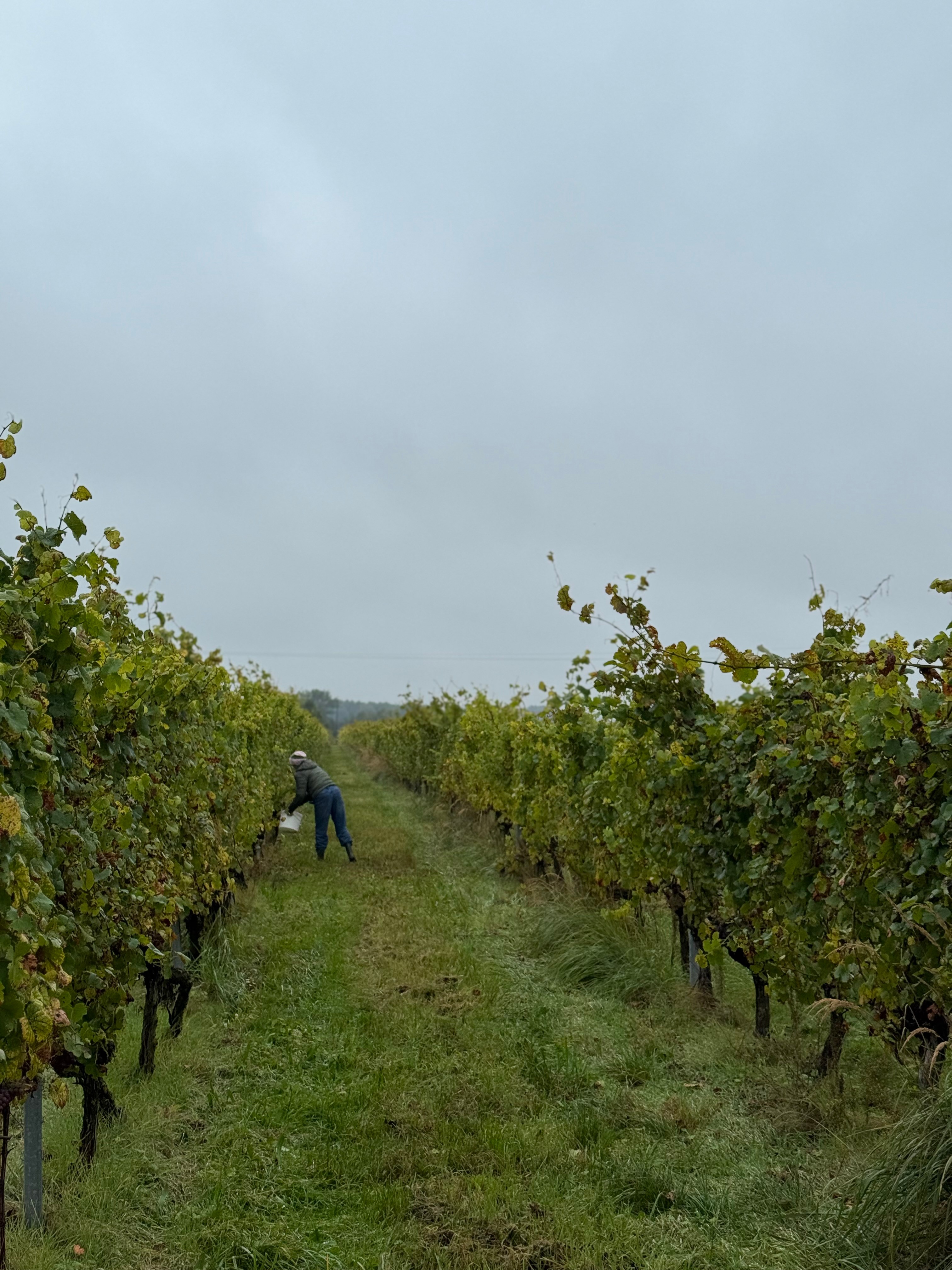 Winnica Saint Vincent